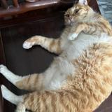 由 alex0922 (刊登 ID 1379379036，圖片 1) 提交，位於 的 (類別：)，說明：。
