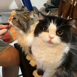 (Category: ) located in . Submitted by acenajulie03914 (Listing ID 1379396240, Image 1). Description: .