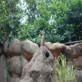 (Category: ) located in . Submitted by pings97 (Listing ID 1379440494, Image 1). Description: .