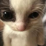 (Category: ) located in . Submitted by farahsstuff (Listing ID 1306238177, Image 1). Description: .