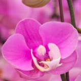 （分類：）位於 。 由 lamlam8866 提交（商品編號 1379395891，圖片 1）。簡介： 。