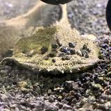 （分類：）位於 。 由 loongloong 提交（商品編號 1380280399，圖片 1）。簡介： 。