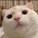 (Category: ) located in . Submitted by nerfgamer01 (Listing ID 1384149693, Image 1). Description: .