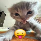 (Category: ) located in . Submitted by stinkz (Listing ID 1383940109, Image 1). Description: .