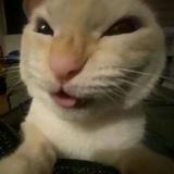 (Category: ) located in . Submitted by bundlebunnies (Listing ID 1379876643, Image 1). Description: .