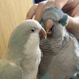 （分類：）位於 。 由 lovelykepoo 提交（商品編號 1379600507，圖片 1）。簡介： 。