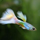 (Category: ) located in . Submitted by sgfishaquarium (Listing ID 1379700447, Image 1). Description: .