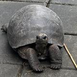 （分類：）位於 。 由 sorryidontknow7586 提交（商品編號 1383806682，圖片 1）。簡介： 。