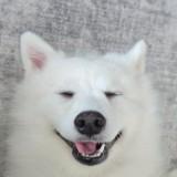 (Category: ) located in . Submitted by opila (Listing ID 1331473802, Image 1). Description: .