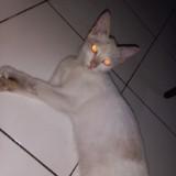 (Kategori: ) berada di . Dikirim oleh prelovednana212 (ID iklan 1384024276, Gambar 1). Deskripsi: .