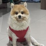 (Kategori: ) berada di . Dikirim oleh sswcute8 (ID iklan 1356203011, Gambar 1). Deskripsi: .