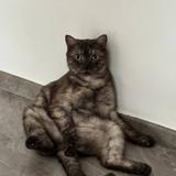 (Category: ) located in . Submitted by nghouseofcats (Listing ID 1379904719, Image 1). Description: .