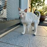 (Category: ) located in . Submitted by shern_siewpau (Listing ID 1396635690, Image 1). Description: .