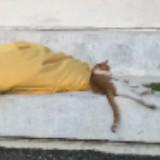(Category: ) located in . Submitted by square_cat (Listing ID 1379989739, Image 1). Description: .
