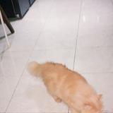 (Kategori: ) berada di . Dikirim oleh amandasrhh (ID iklan 1380347346, Gambar 1). Deskripsi: .