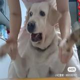 由 amy863367272041 (刊登 ID 1380246006，圖片 1) 提交，位於 的 (類別：)，說明：。