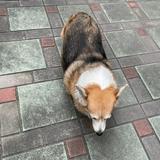 由 1234567_1 (刊登 ID 1380328513，圖片 1) 提交，位於 的 (類別：)，說明：。