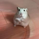 （分類：）位於 。 由 Akiwo 提交（商品編號 1245708490，圖片 1）。簡介： 。