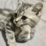 (Category: ) located in . Submitted by eleanorfishhh (Listing ID 1380418742, Image 1). Description: .