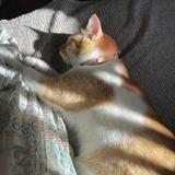(Category: ) located in . Submitted by ehs15 (Listing ID 1379918186, Image 1). Description: .