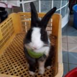 (Category: ) located in . Submitted by hiahiajing (Listing ID 1457843114, Image 1). Description: .