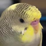 (Category: ) located in . Submitted by imamoonchild (Listing ID 1380081748, Image 1). Description: .