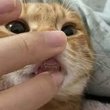 (Category: ) located in . Submitted by sam_seller56 (Listing ID 1380418814, Image 1). Description: .
