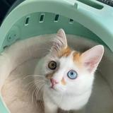 (Category: ) located in . Submitted by shahdin0875671 (Listing ID 1380438061, Image 1). Description: .