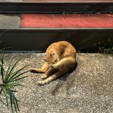 由 sincere50034053 (刊登 ID 1380357375，圖片 1) 提交，位於 的 (類別：)，說明：。