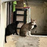 (Kategori: ) berada di . Dikirim oleh warga1998 (ID iklan 1384617532, Gambar 1). Deskripsi: .