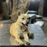 由 leoparddd (刊登 ID 1383399099，圖片 1) 提交，位於 的 (類別：)，說明：。