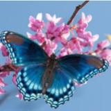 (Kategori: ) berada di . Dikirim oleh butterfly.official (ID iklan 1366304166, Gambar 1). Deskripsi: .