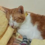 (Category: ) located in . Submitted by pi.mel (Listing ID 1390872492, Image 1). Description: .