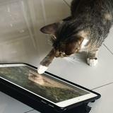 (Kategori: ) berada di . Dikirim oleh ssupjazz (ID iklan 1380658083, Gambar 1). Deskripsi: .
