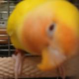 （分類：）位於 。 由 uwumaybeuright 提交（商品編號 1380723677，圖片 1）。簡介： 。