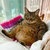 由 fatcatlovesbutter (刊登 ID 1380805131，圖片 1) 提交，位於 的 (類別：)，說明：。