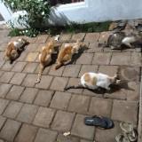 (Kategori: ) berada di . Dikirim oleh lamlam1108 (ID iklan 1382592933, Gambar 1). Deskripsi: .