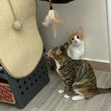 （分類：）位於 。 由 ho0228 提交（商品編號 1381077995，圖片 1）。簡介： 。