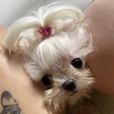 (Category: ) located in . Submitted by jooooo_ (Listing ID 1380971745, Image 1). Description: .