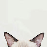(Kategori: ) berada di . Dikirim oleh blumorose (ID iklan 1381033301, Gambar 1). Deskripsi: .