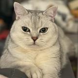 （分類：）位於 。 由 cwinggg 提交（商品編號 1372055431，圖片 1）。簡介： 。