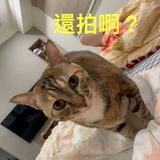 由 loveargan (刊登 ID 1380863742，圖片 1) 提交，位於 的 (類別：)，說明：。