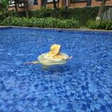 (Kategori: ) berada di . Dikirim oleh shiero (ID iklan 1383622758, Gambar 1). Deskripsi: .