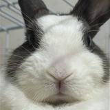 由 rabbitbibi (刊登 ID 1382059281，圖片 1) 提交，位於 的 (類別：)，說明：。