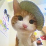 (Kategori: ) berada di . Dikirim oleh adoptea (ID iklan 1381208172, Gambar 1). Deskripsi: .