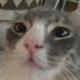 (Category: ) located in . Submitted by meehhhhhhhhhhhhhh (Listing ID 1381251311, Image 1). Description: .