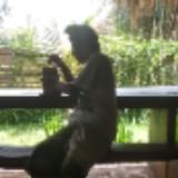 (Kategori: ) berada di . Dikirim oleh prastiobud25863 (ID iklan 1383838158, Gambar 1). Deskripsi: .