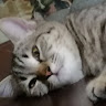 (Category: ) located in . Submitted by rafaabaya02162 (Listing ID 1381232776, Image 1). Description: .