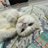 (Kategori: ) berada di . Dikirim oleh aphroditaa.story (ID iklan 1384632064, Gambar 1). Deskripsi: .