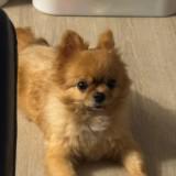 (Category: ) located in . Submitted by biscuit_enjoyer (Listing ID 1378717471, Image 1). Description: .